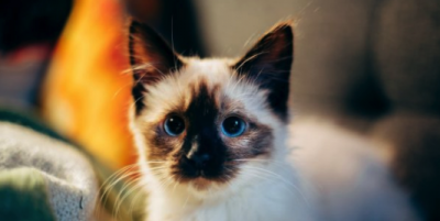 Ученые нашли способ, как преодолеть аллергию на кошек