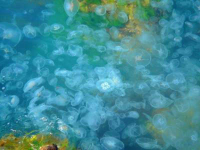 На Черкасщине в Днепре видели морских медуз