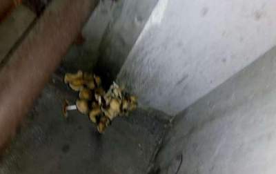 Пассажиры обнаружили грибы в украинском поезде
