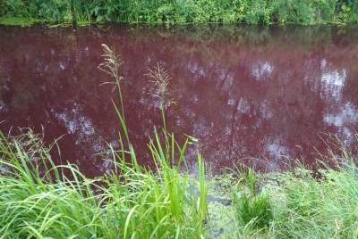 В Броварах озеро стало кровавого цвета