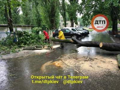 В Киеве дерево упало на проезжую часть