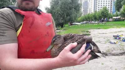 В водоемах Киева продолжают гибнуть утки