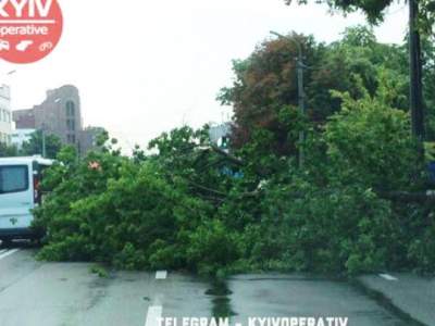 В Киеве дерево упало прямо на проезжую часть