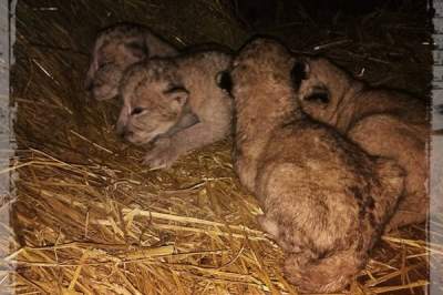 В украинском зоопарке родились уникальные берберские львята