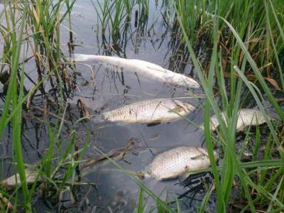 В киевских водоемах массово гибнет рыба