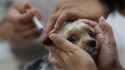 В Деснянском районе Киева проведут вакцинацию животных от бешенства